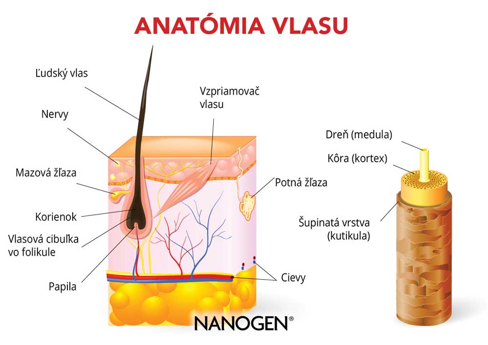 ako rýchlo rastú vlasy - anatómia vlasu